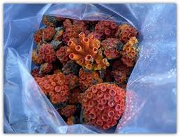 Serviços Subaquáticos