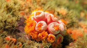 Serviços Subaquáticos