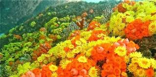 Serviços Subaquáticos