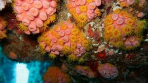 Serviços Subaquáticos